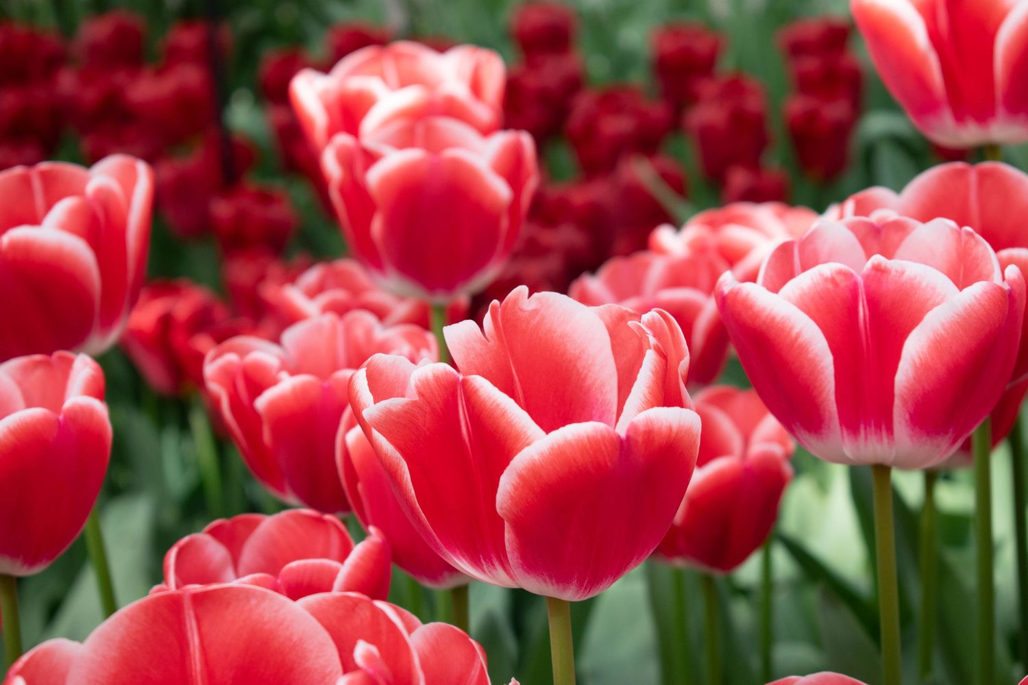 Beautiful tulips at Keukenhof