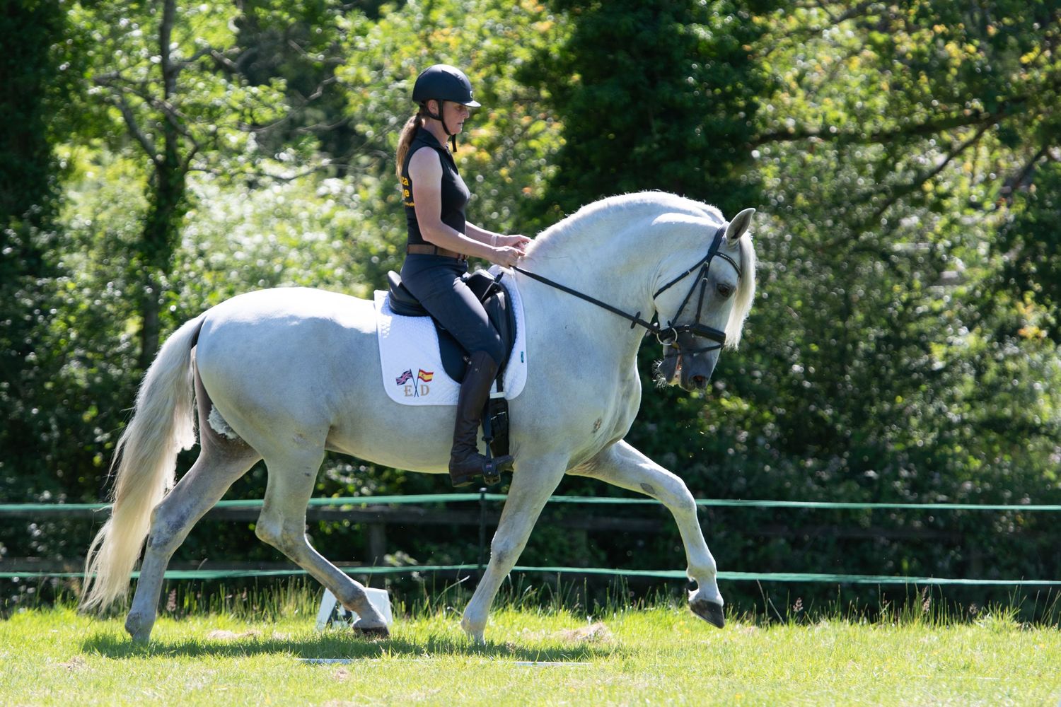 A grey Spanish horse trotting in an open field with its rider