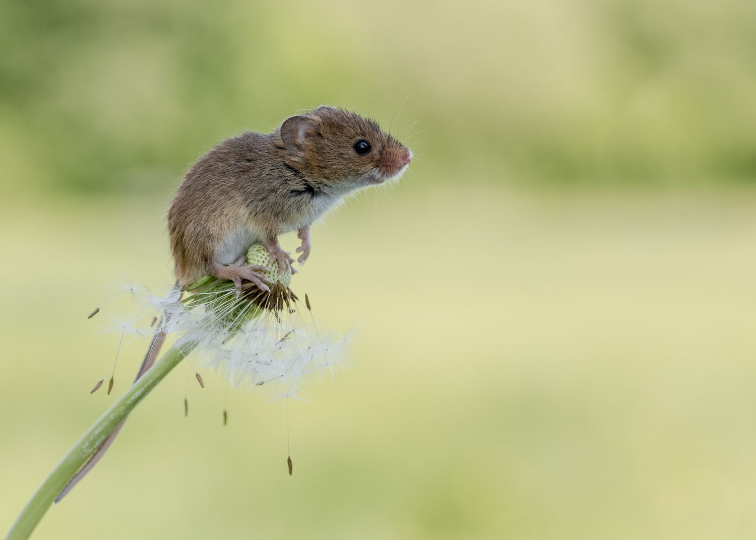 A tiny harvest mouse balances delicately on a dandelion seedhead in soft natural light.