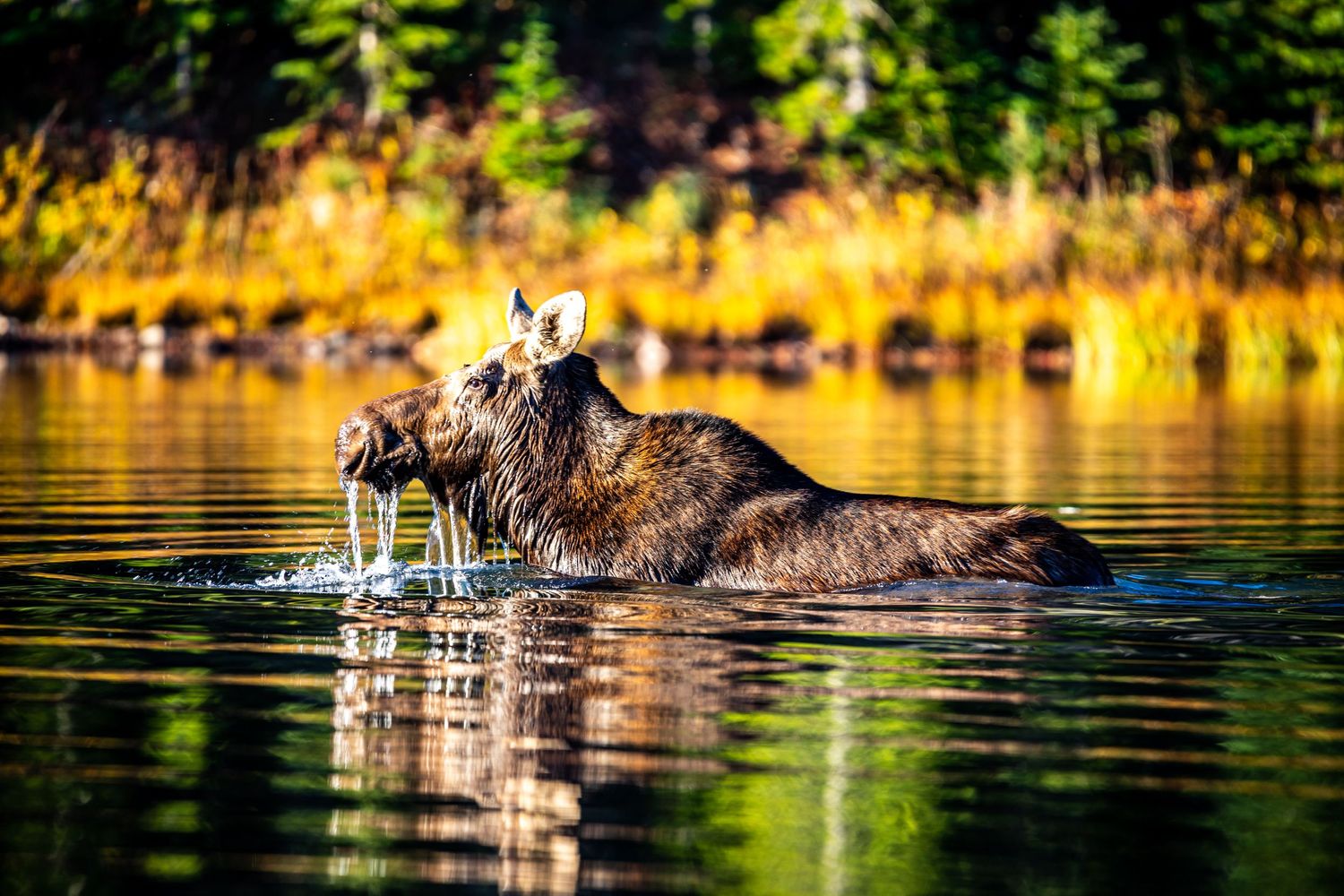 A moose wading through reflective lake water with sunlit forest in background.