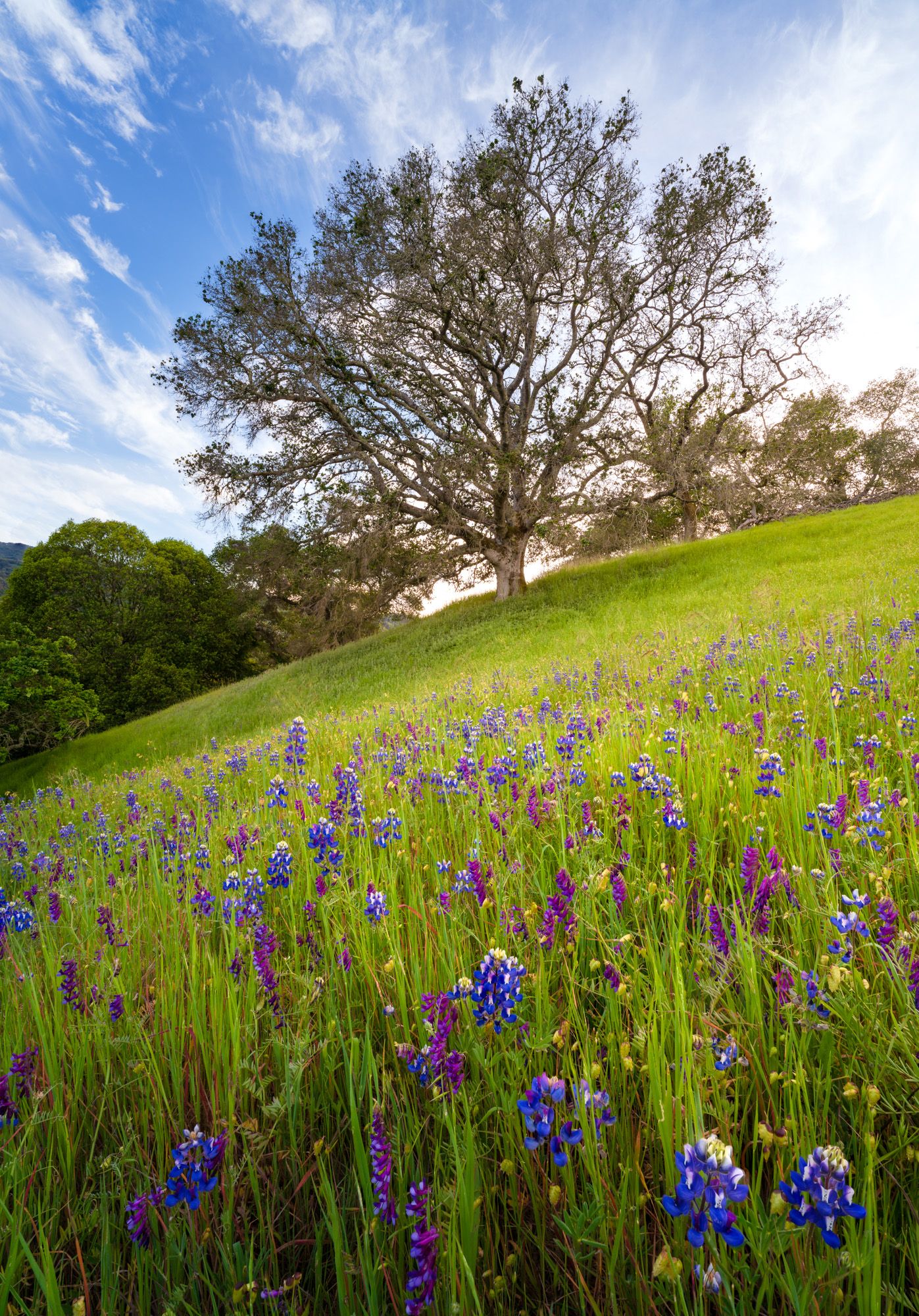 Purple wildflowers bloom on a verdant hillside beneath a majestic oak tree and beautiful blue sky with wispy clouds.