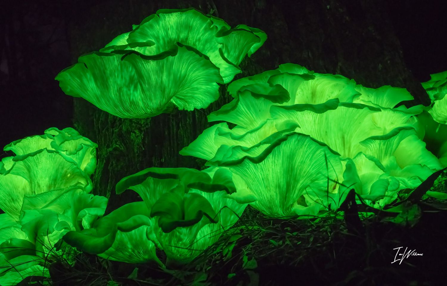 Ghost fungi