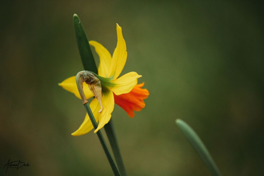Yellow Daffodil