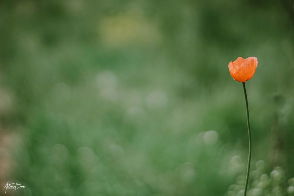 Poppy