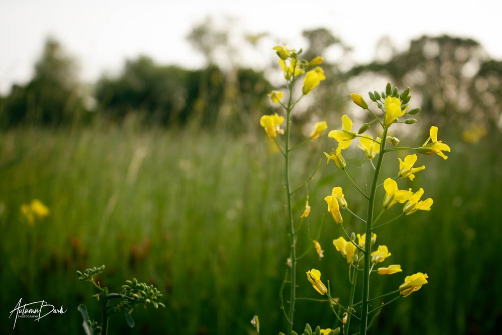 Yellow Wildflowers