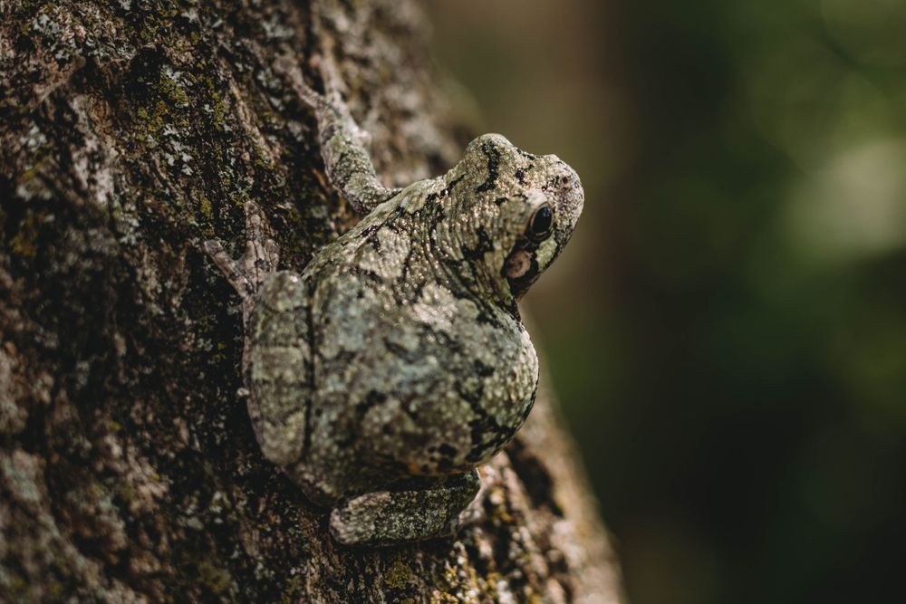 tree frog