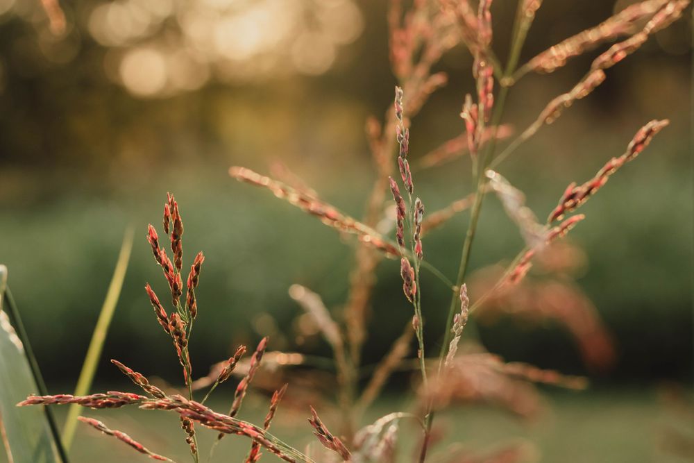 Plant During Golden Hour