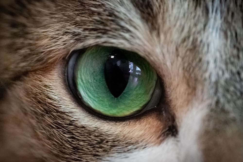 Extreme close-up of a cat's bright green eye with detailed fur texture.