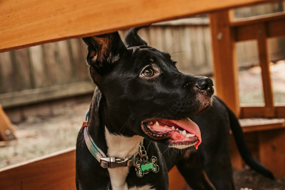 Black dog with white markings looking up excitedly with tongue out.