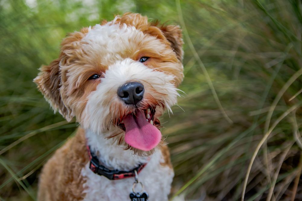 Cheerful brown and white dog with open mouth against blurred green background.