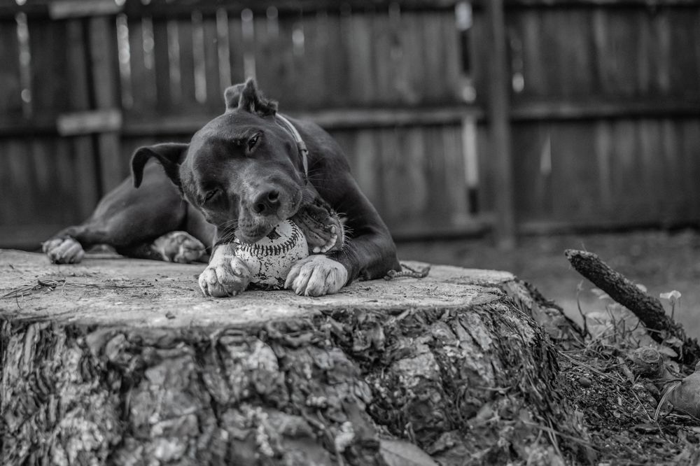 Black and white photo of a dog resting on a tree stump with a toy.