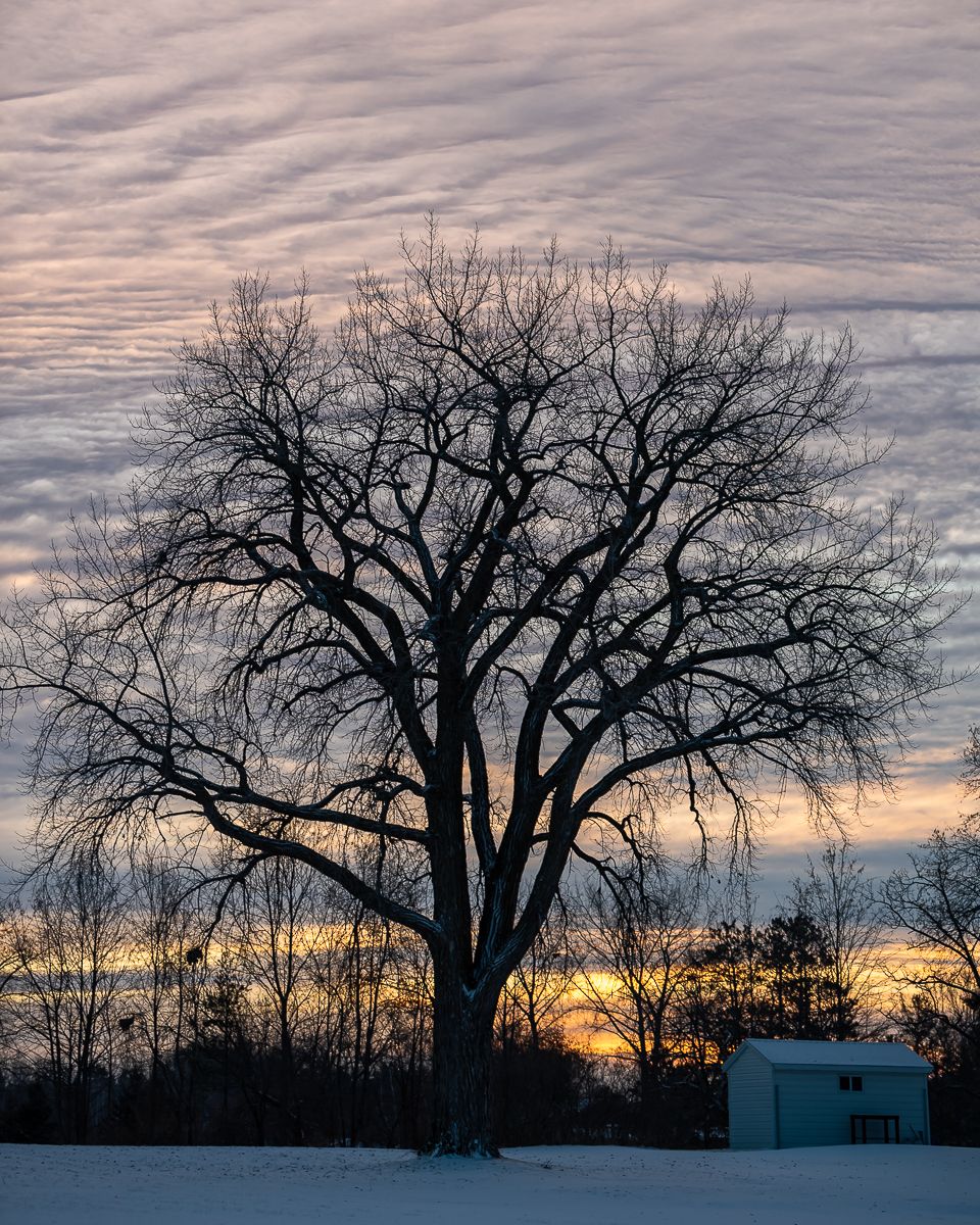 Stark winter tree silhouette stands against glowing sunset sky with snow-covered ground.