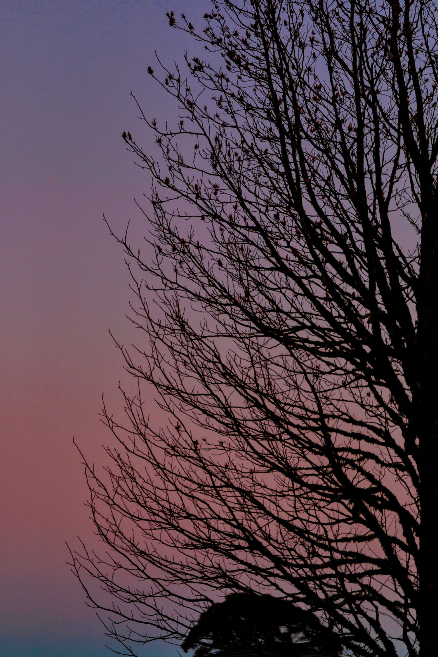A bare tree in silhouette reaches upward against a dusky gradient sky that shifts from deep purple to soft pink at sunset.
