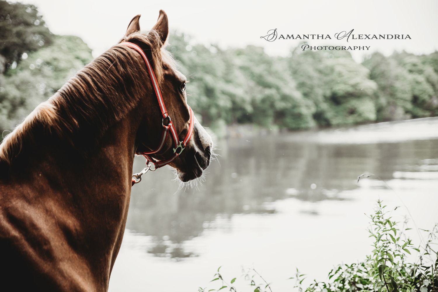 #horsephotography