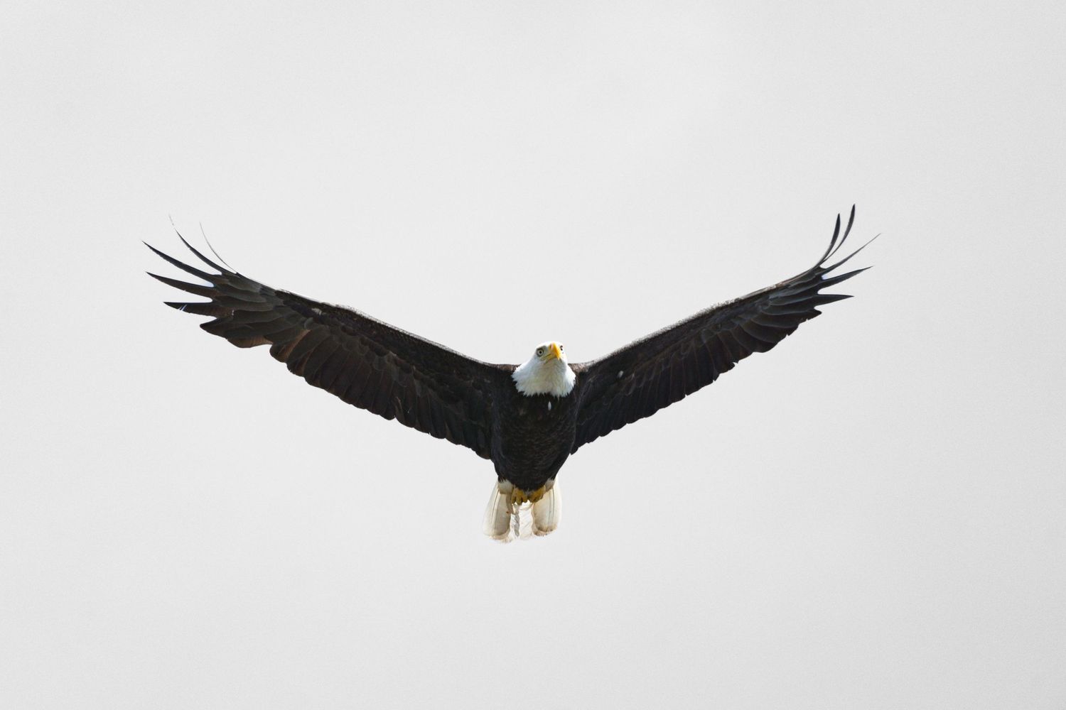 Bald Eagle flying
