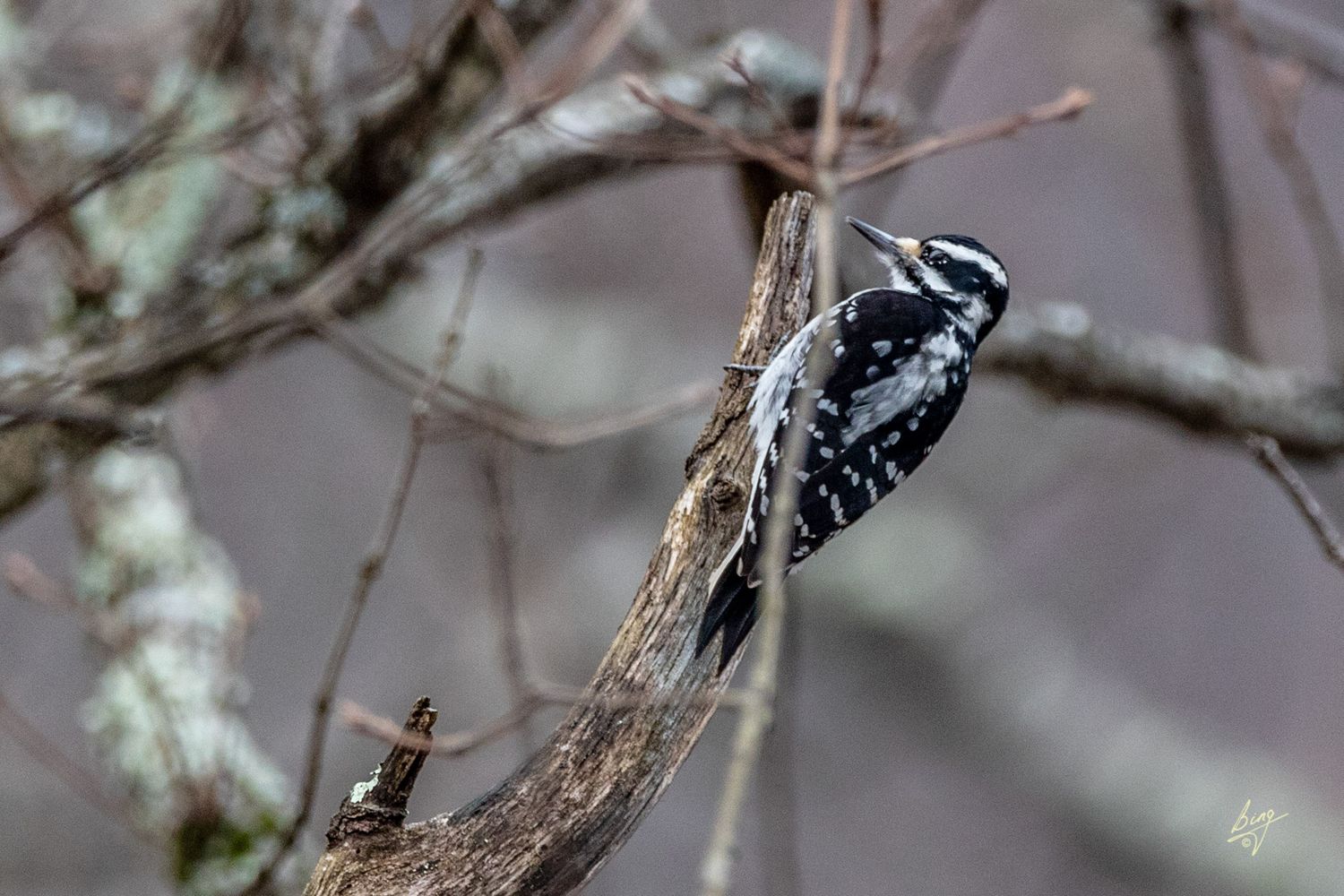 Hairy Woodpecker