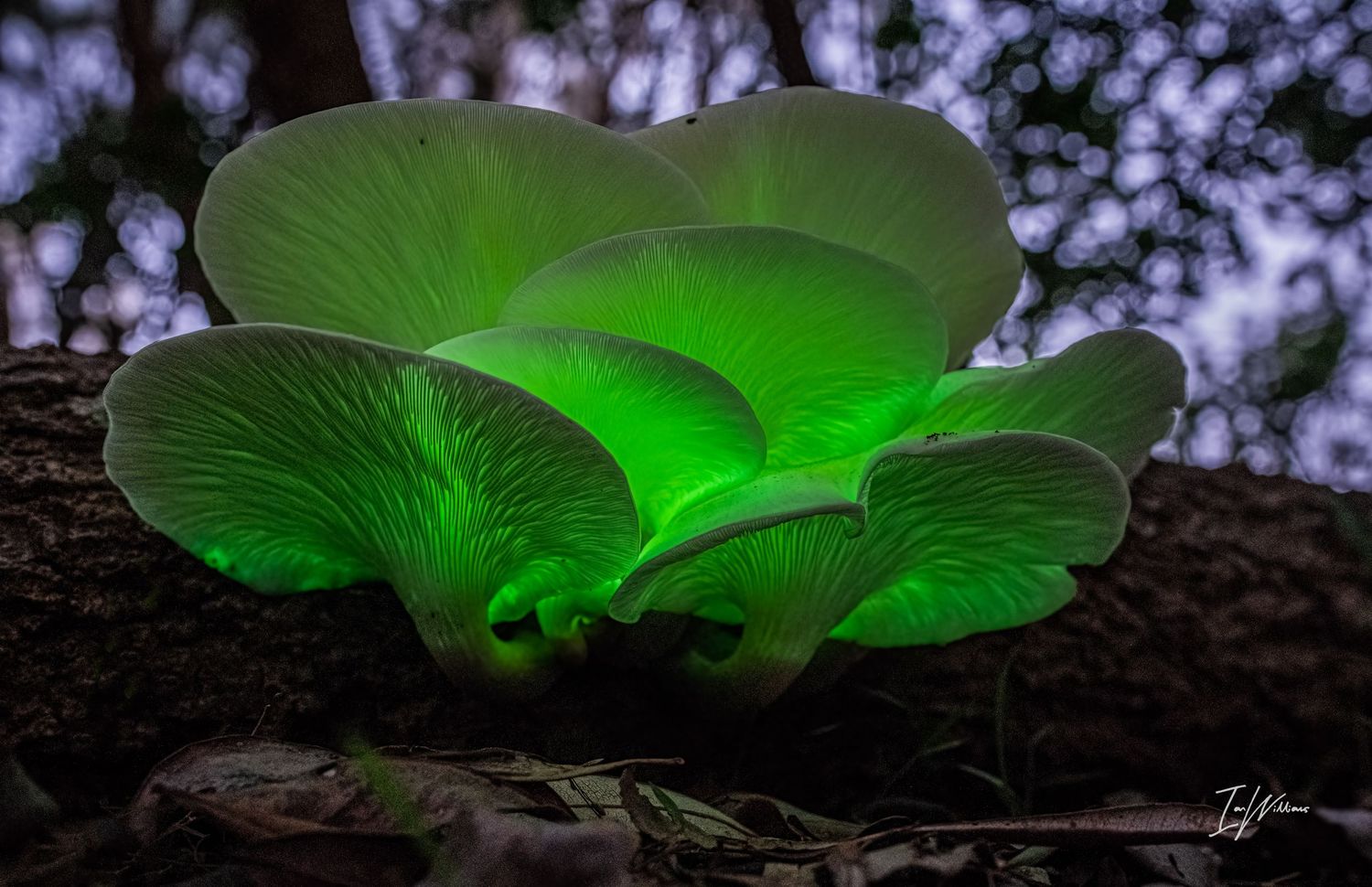 Ghost fungi, Central Coast 2024