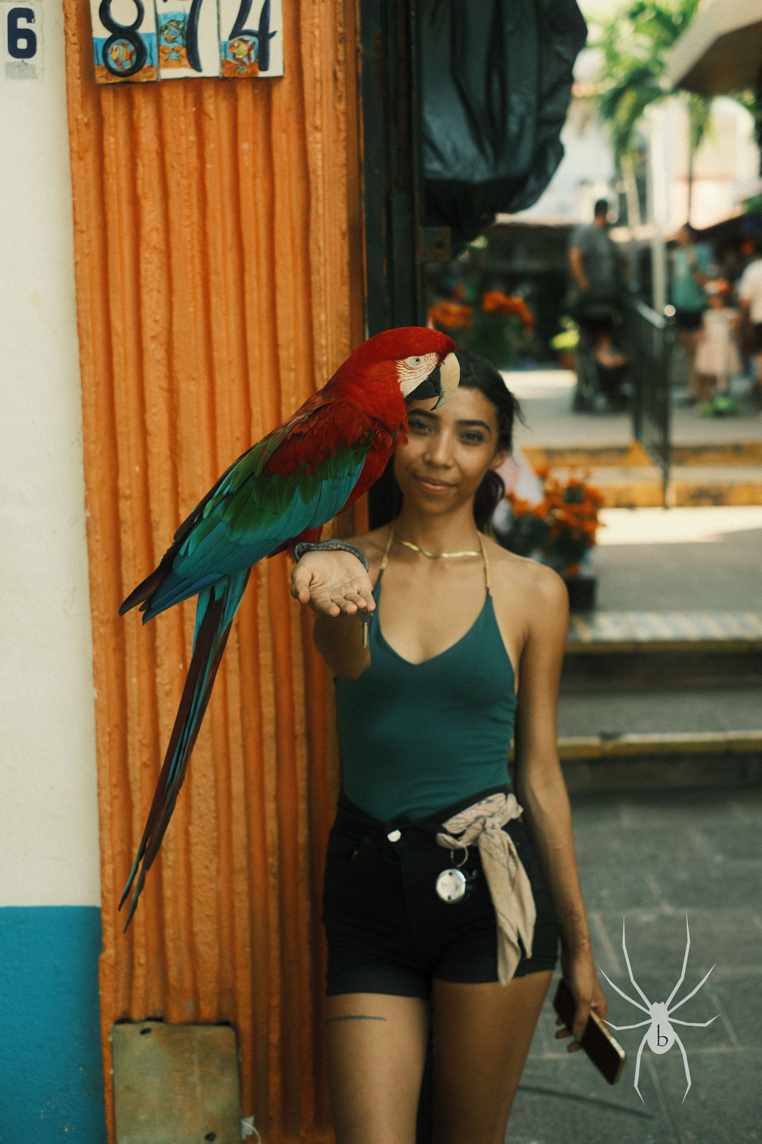 Colorful macaw parrot perches on someone wearing a green top and black shorts outdoors.