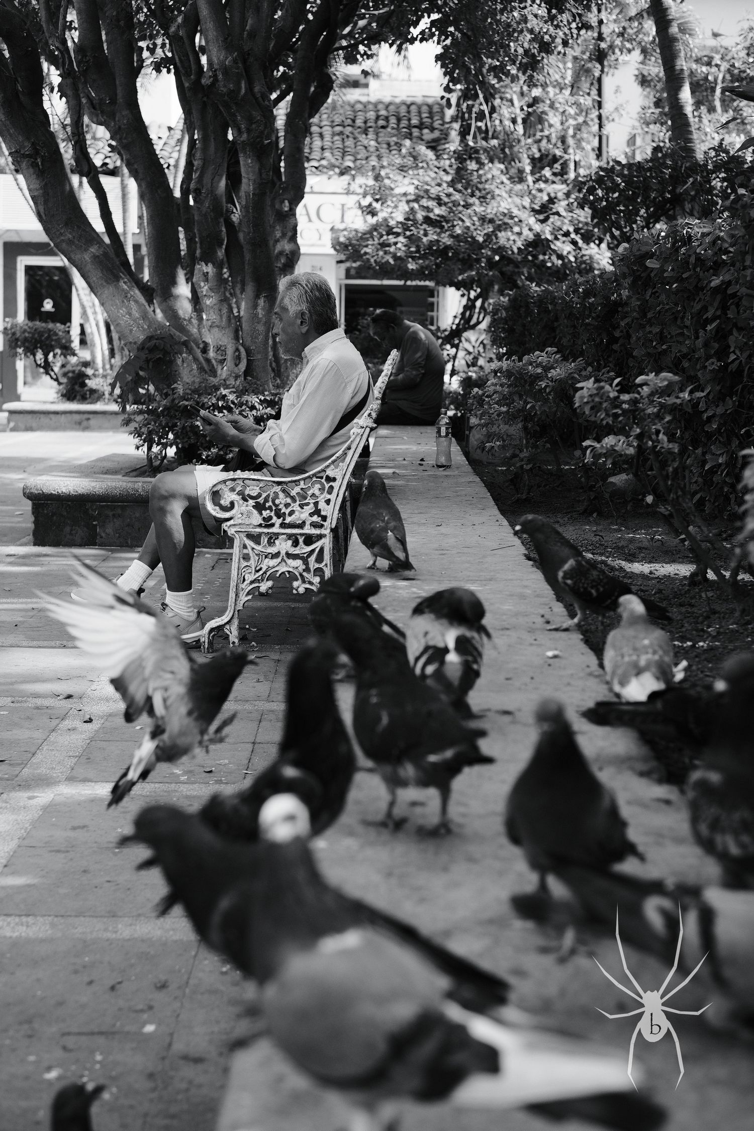 Pigeons gathering around someone seated on an ornate garden bench.
