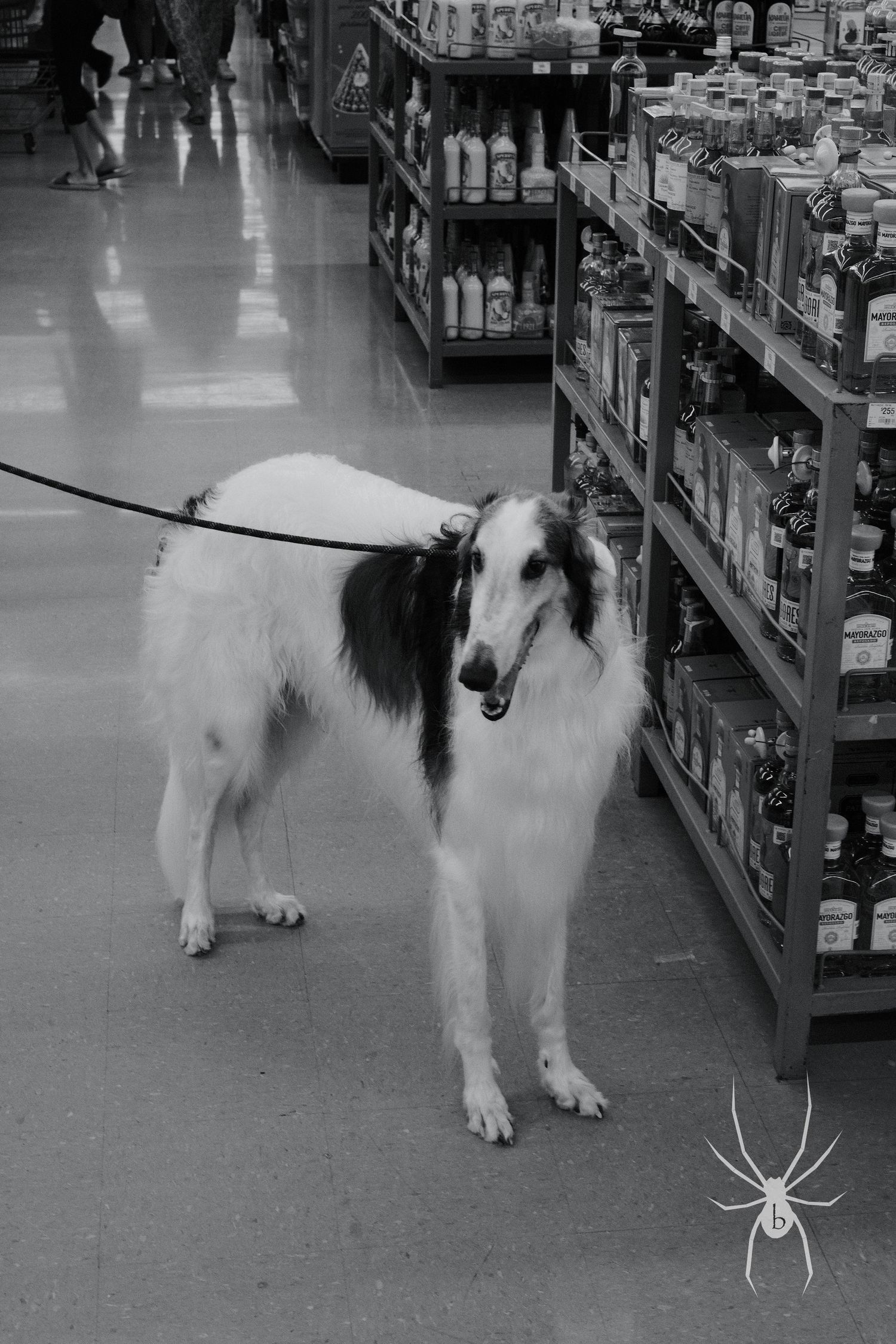 Black and white image of a Borzoi dog standing in a store aisle on a leash.