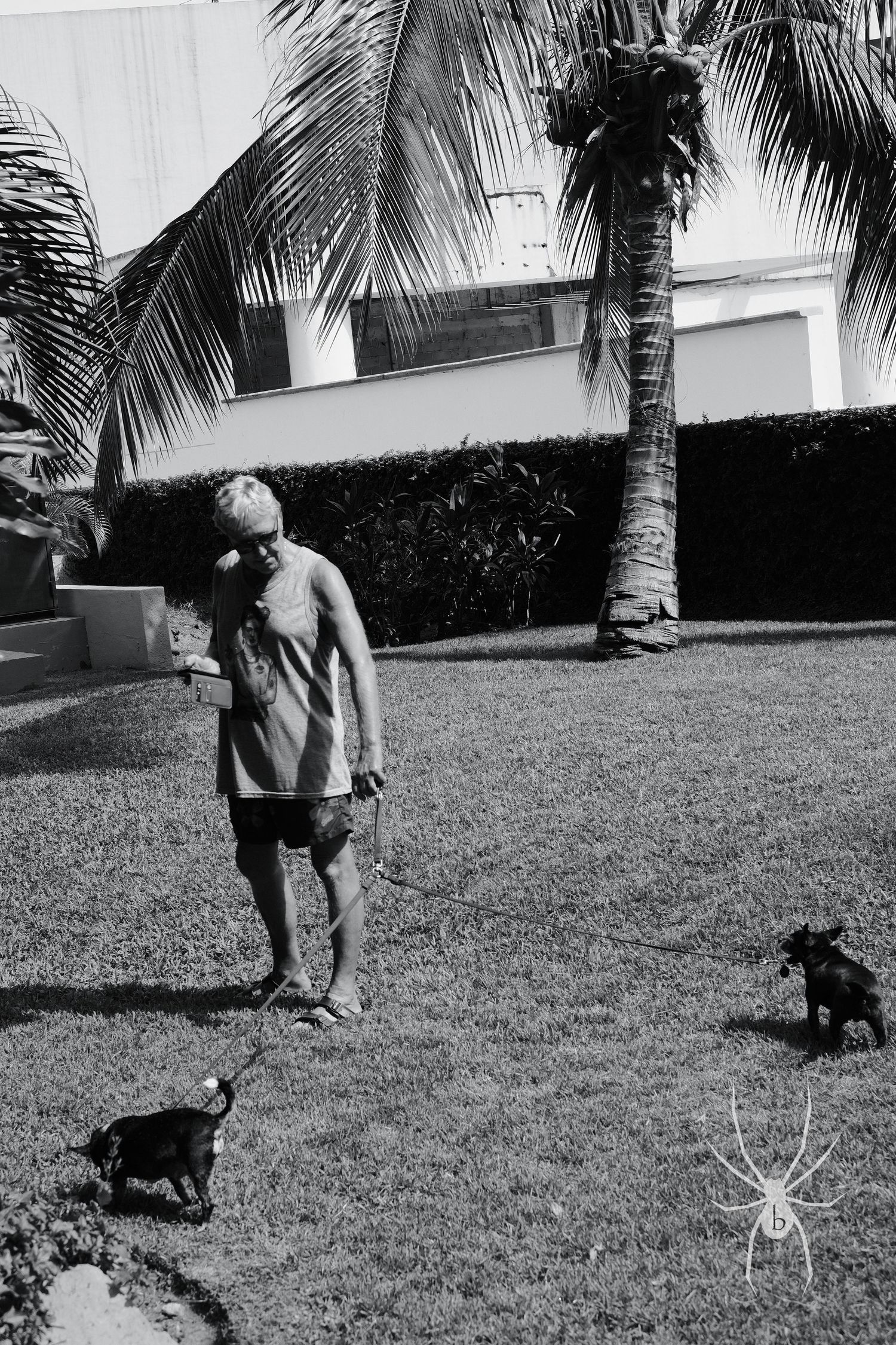 Person playing with two small dogs on a sunny lawn with palm trees.