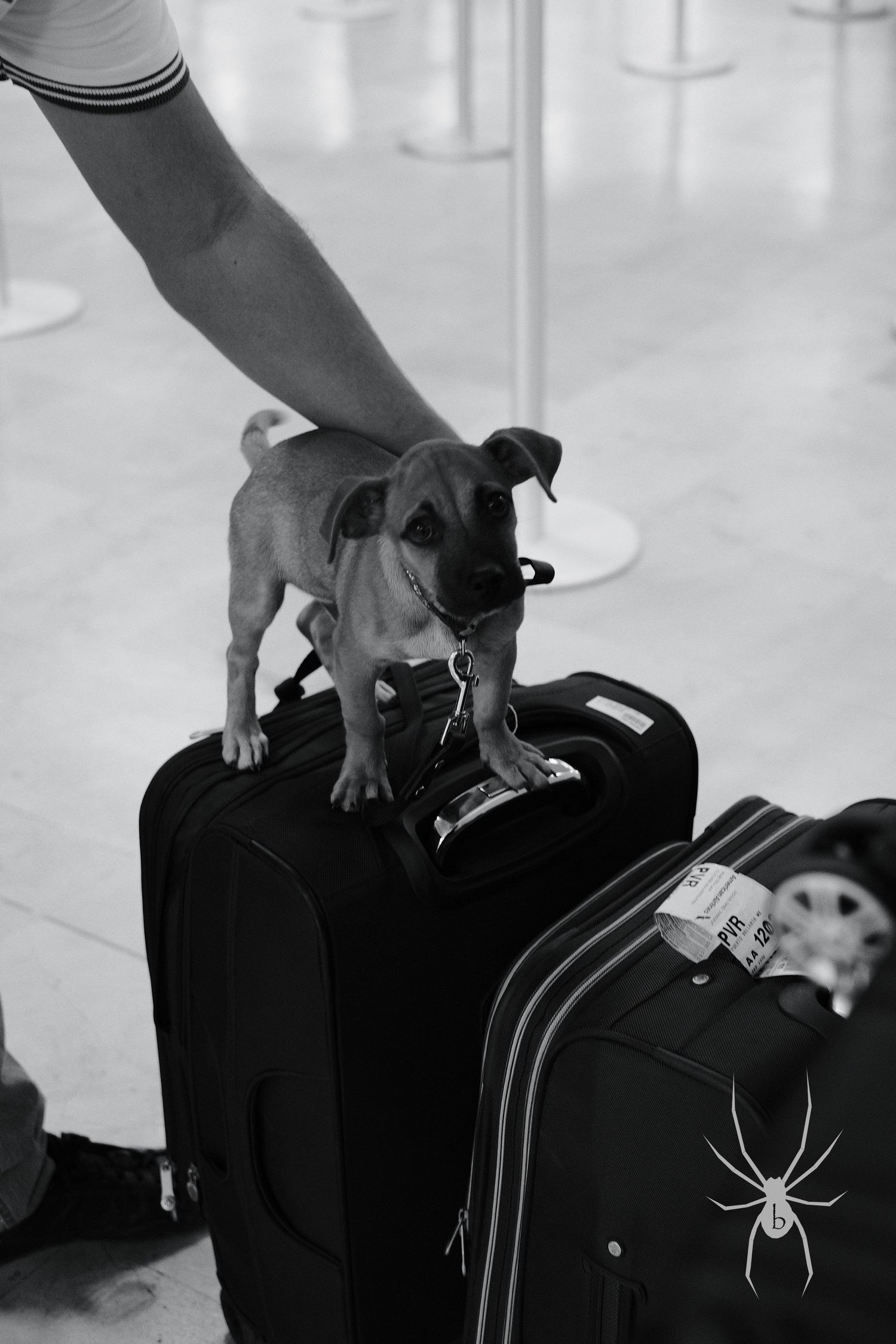 Small puppy standing on black luggage with a spider graphic overlay.