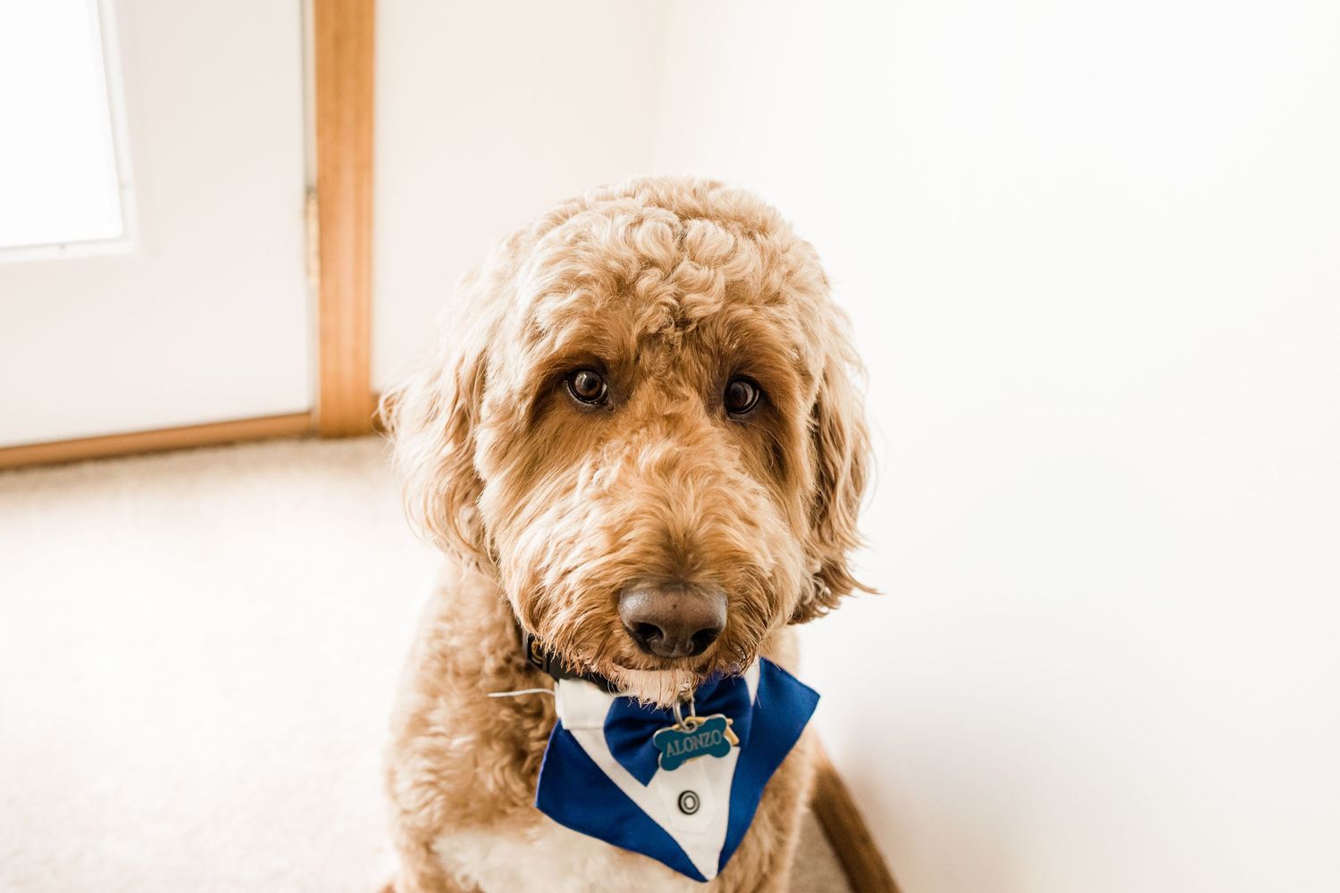 Wedding photo of doodle dog in bow tie