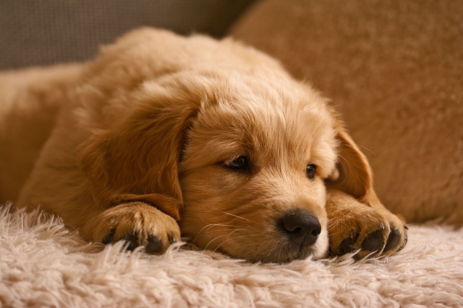 Golden Retriever Puppy
