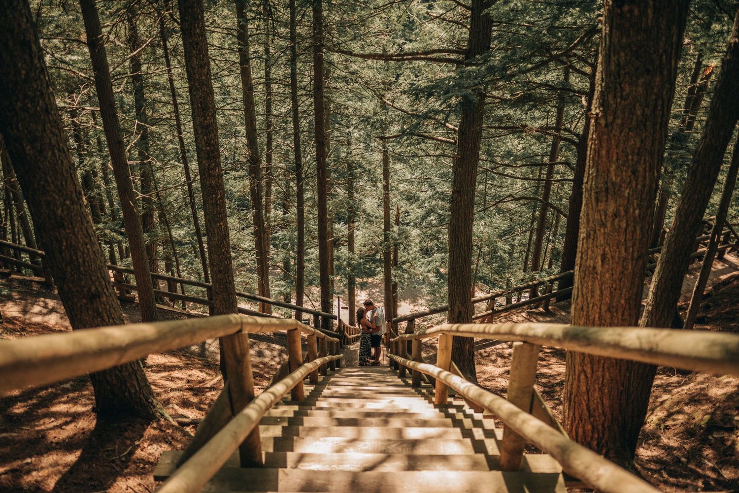 Wooden stairs descend through a majestic forest of tall evergreen trees.