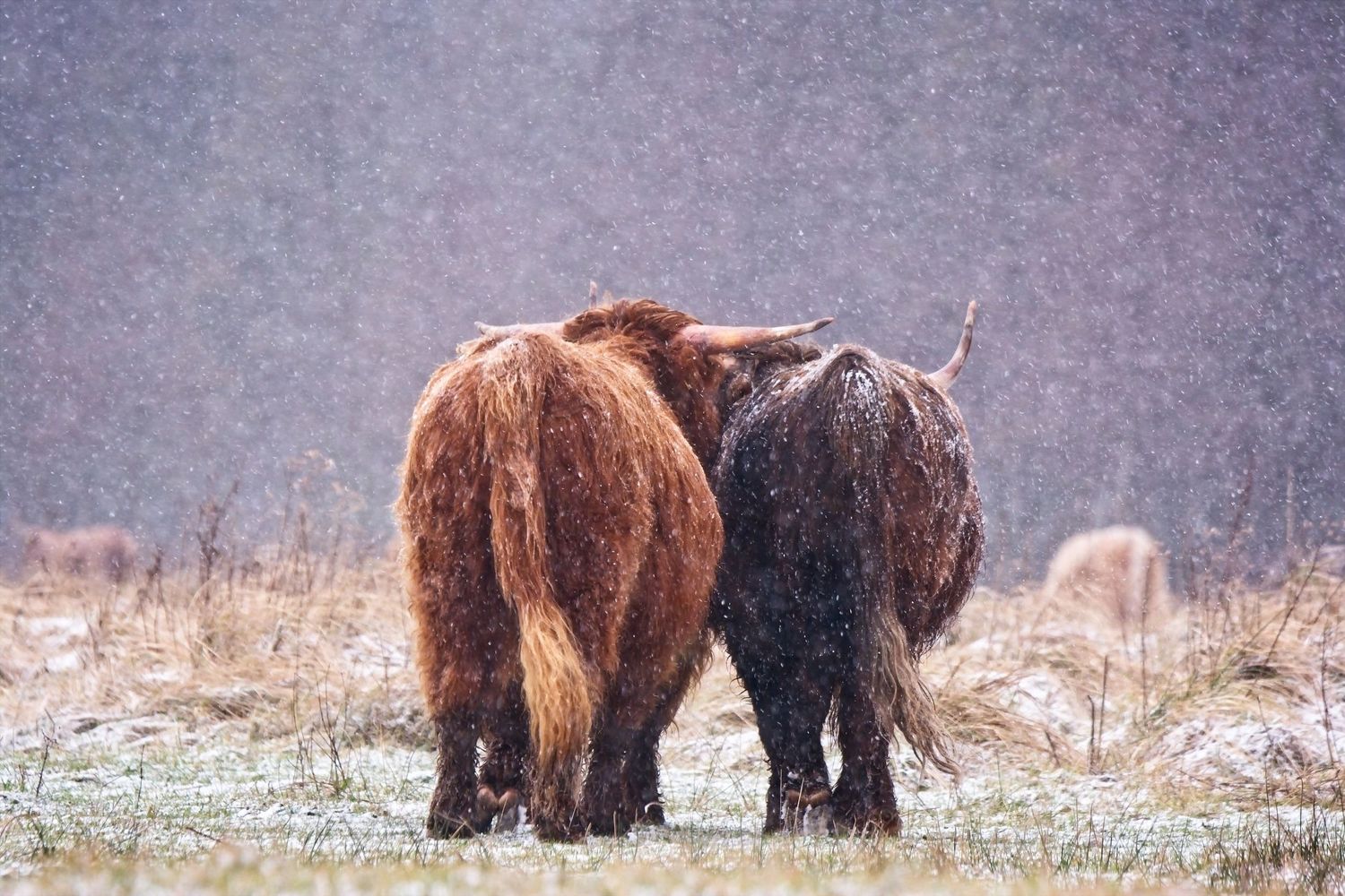 Schotse Hooglanders koppel in sneeuw, Scottish Higlander Cows wandering in the Snow, Audrey van der Hoorn, AudFocus