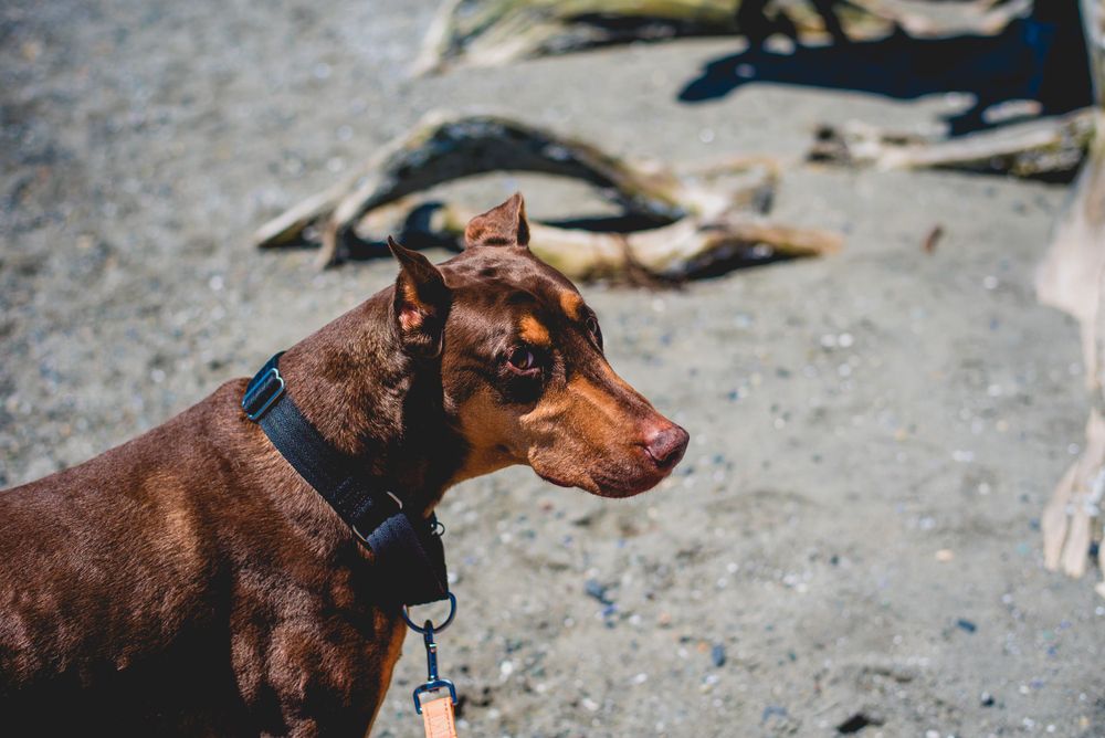 Pet Photography, whidbey island, Skagit valley, Montana, Washington