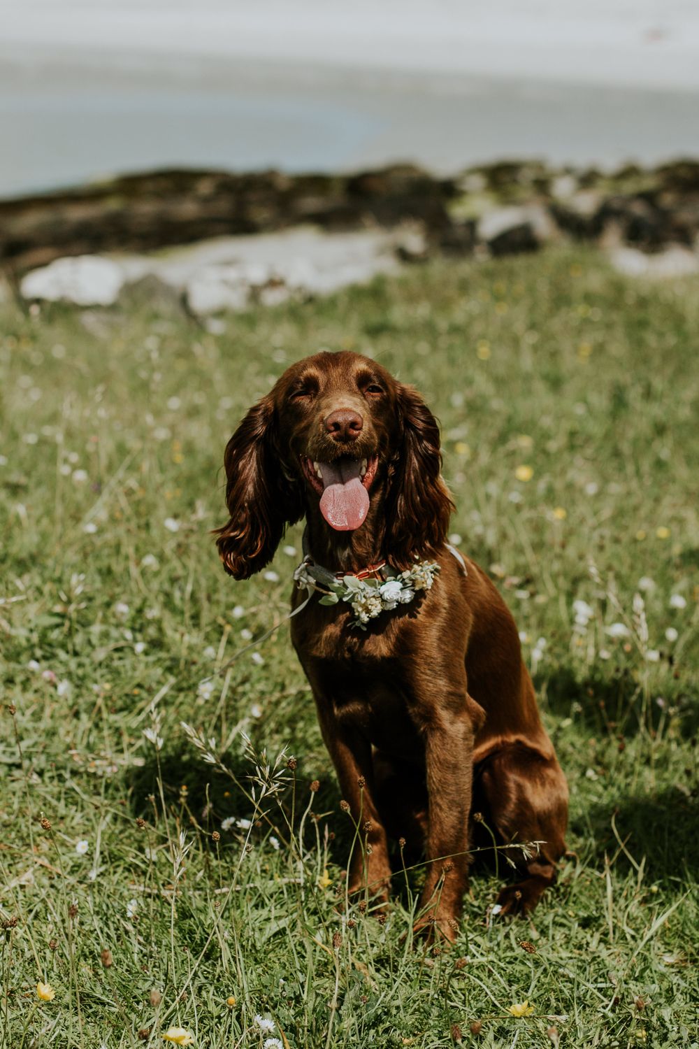 A happy brown spaniel dog wearing a floral collar sits in grass near a beach.