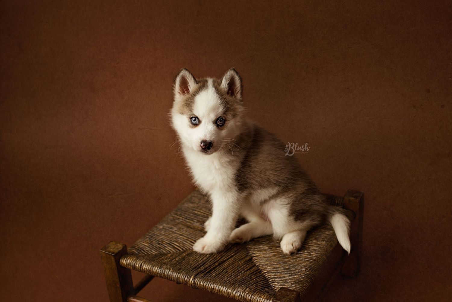 BUFFALO NY PHOTOGRAPHER, BUFFALO STUDIO PHOTOGRAPHER, WNY STUDIO PHOTOGRAPHER, WNY NEWBORN PHOTOGRAPHER
