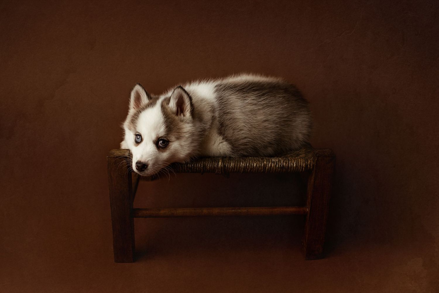 WNY PHOTOGRAPHER, WNY FAMILY PHOTOGRAPHER, WNY PET PHOTOGRAPHER, WNY STUDIO PHOTOGRAPHER