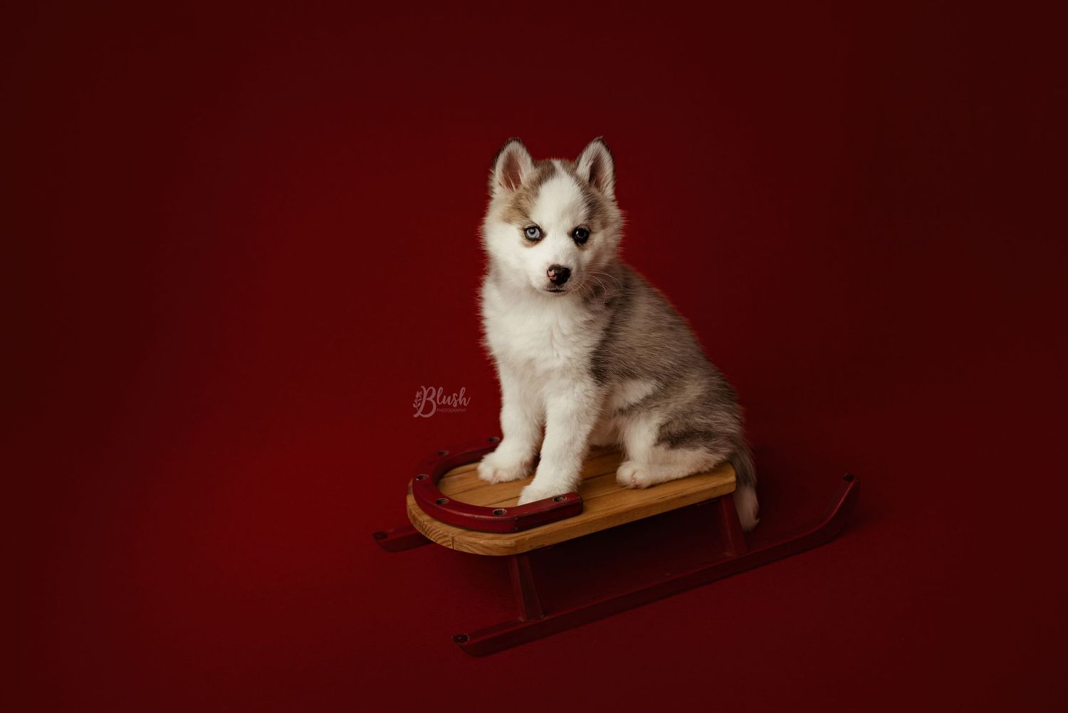 BUFFALO NY PHOTOGRAPHER, BUFFALO NY PET PHOTOGRAPHER, BUFFALO NY STUDIO PHOTOGRAPHER, BUFFALO PHOTOGRAHER