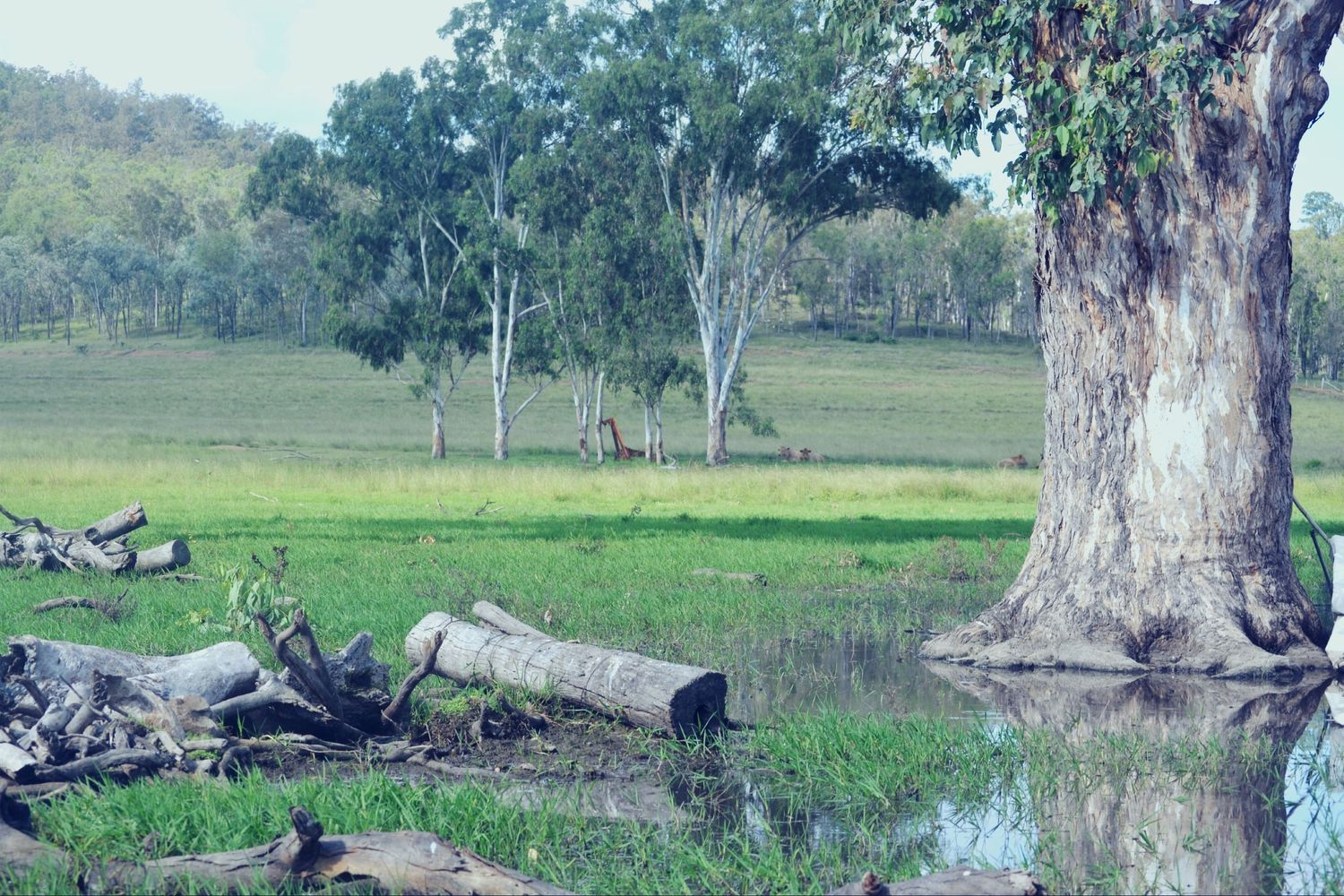 Scenic Australian outback landscape with gum trees reflected in still water.