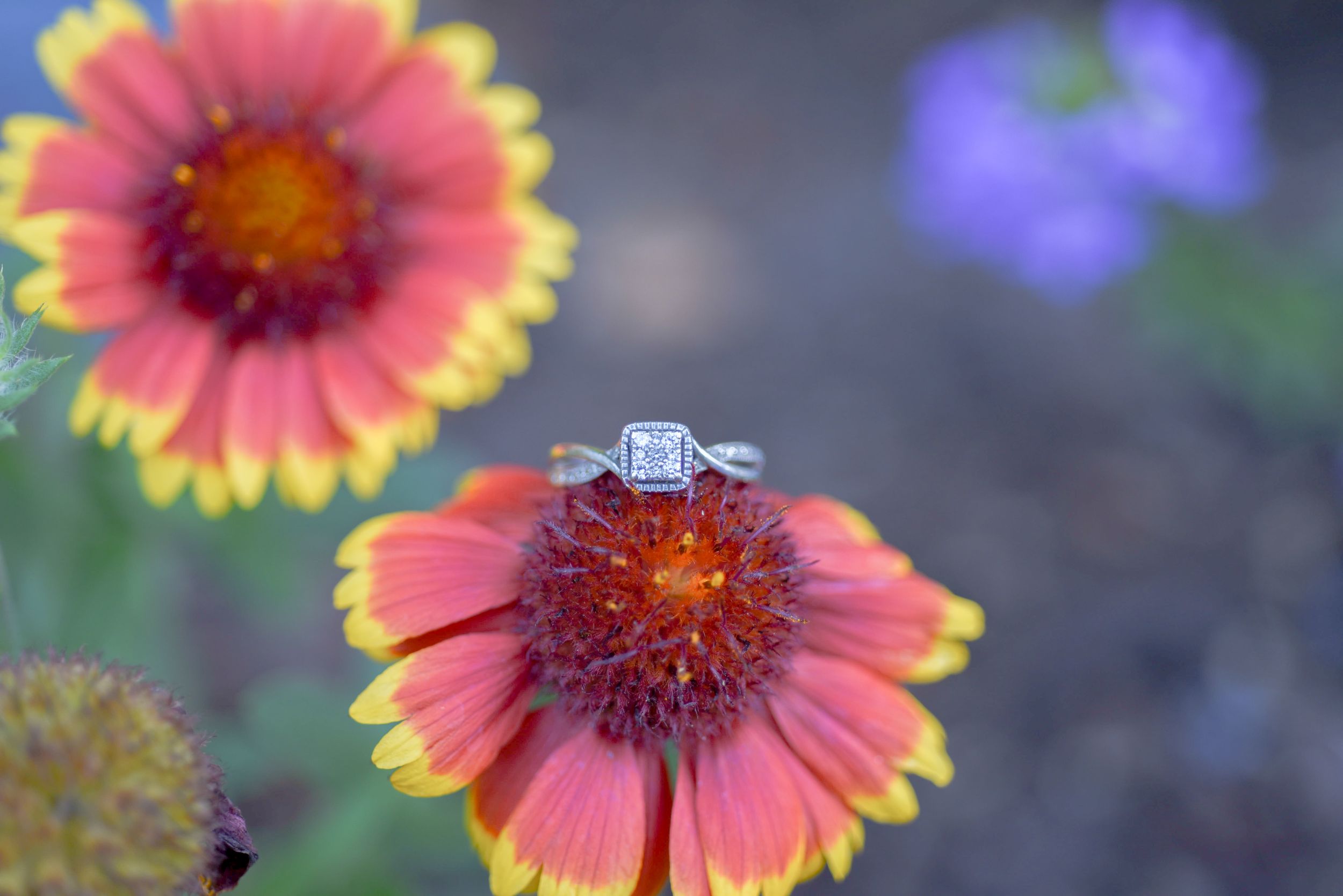 Engagement Session