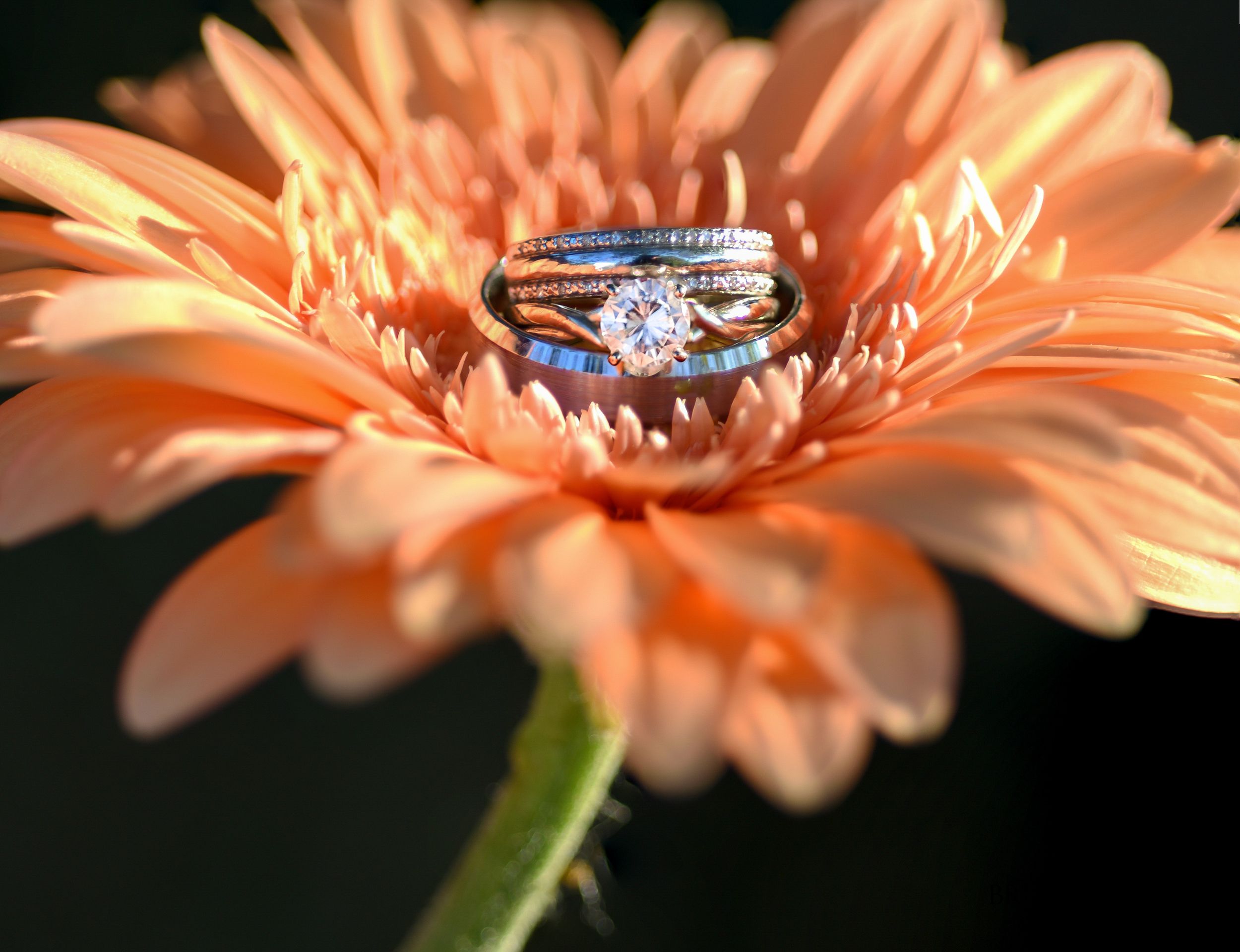 Wedding Rings