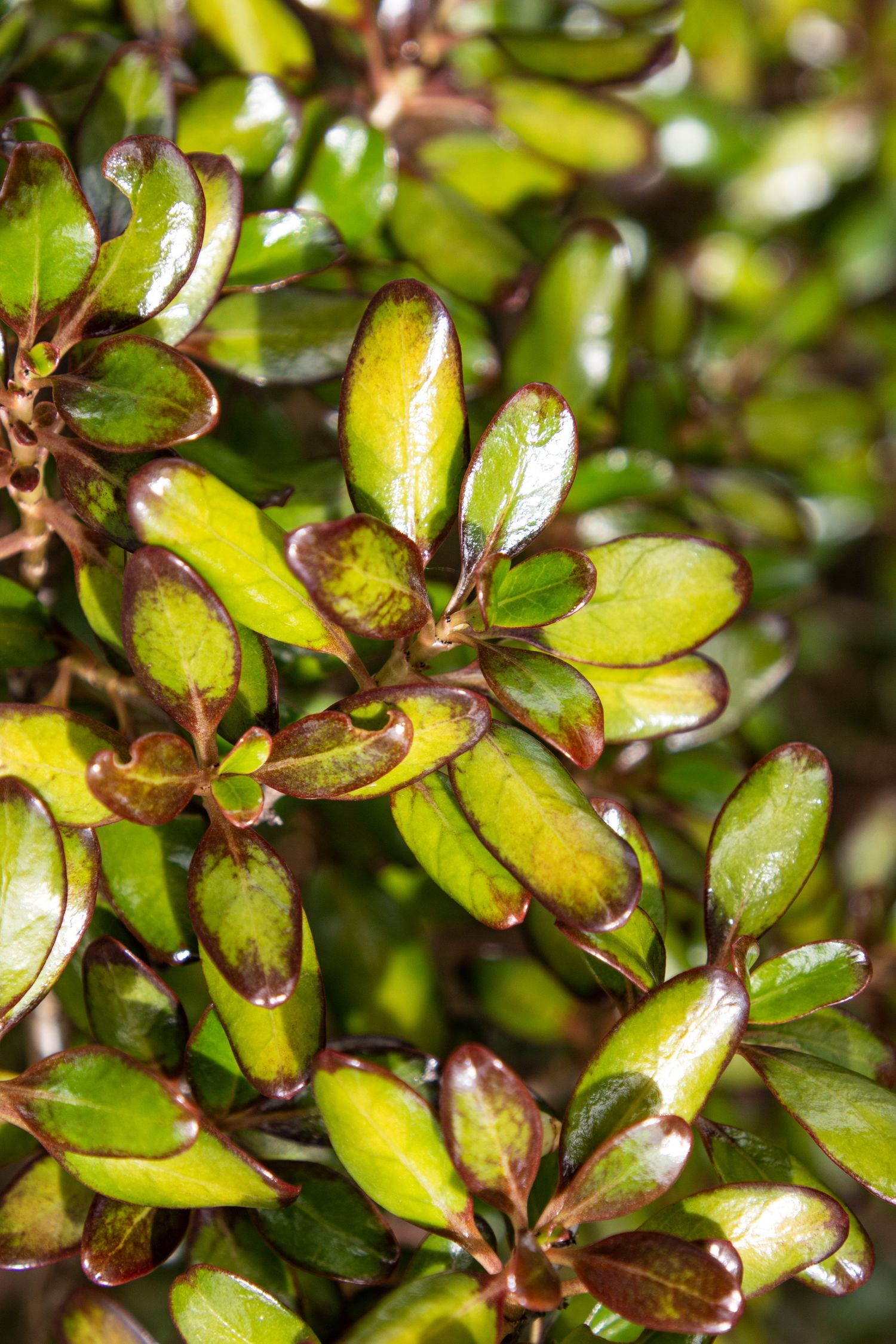 Cluster of small, shiny green leaves with hints of bronze and yellow, densely packed in late-summer sun.