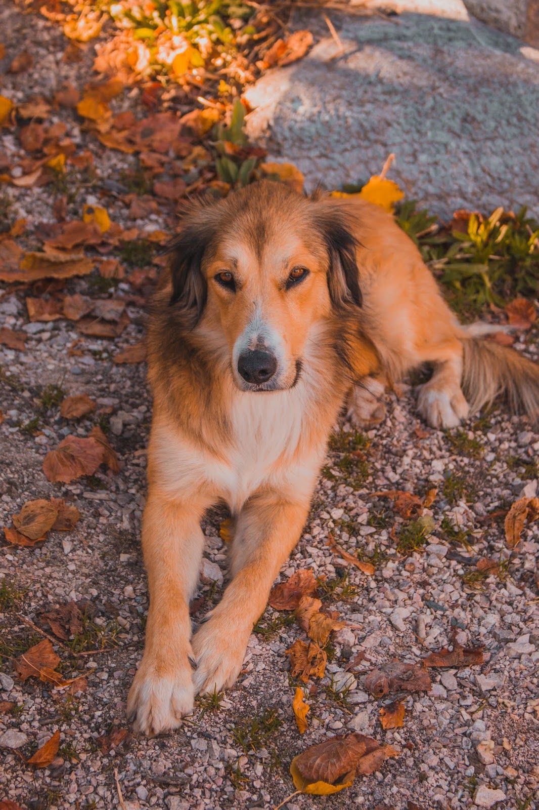 Soulful brown and white dog resting on rocky ground surrounded by autumn leaves in warm sunlight.