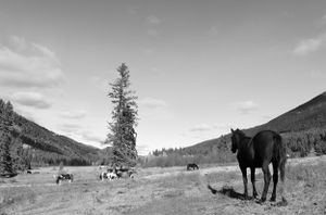 mountain valley with horses photo to buy