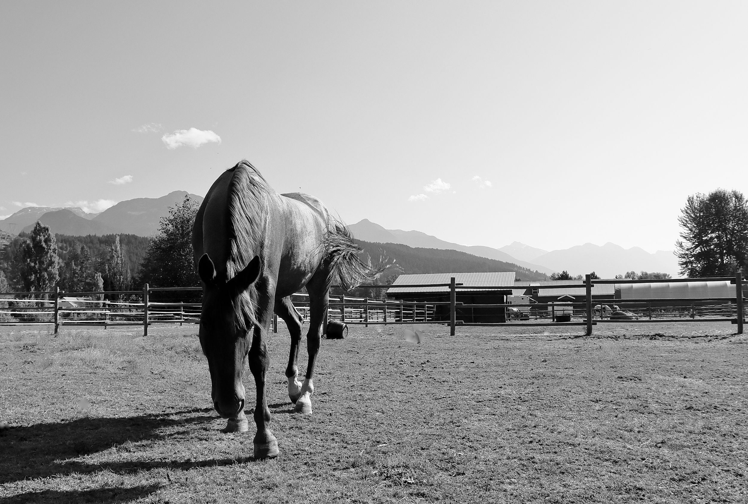 horse on ranch black and white photo