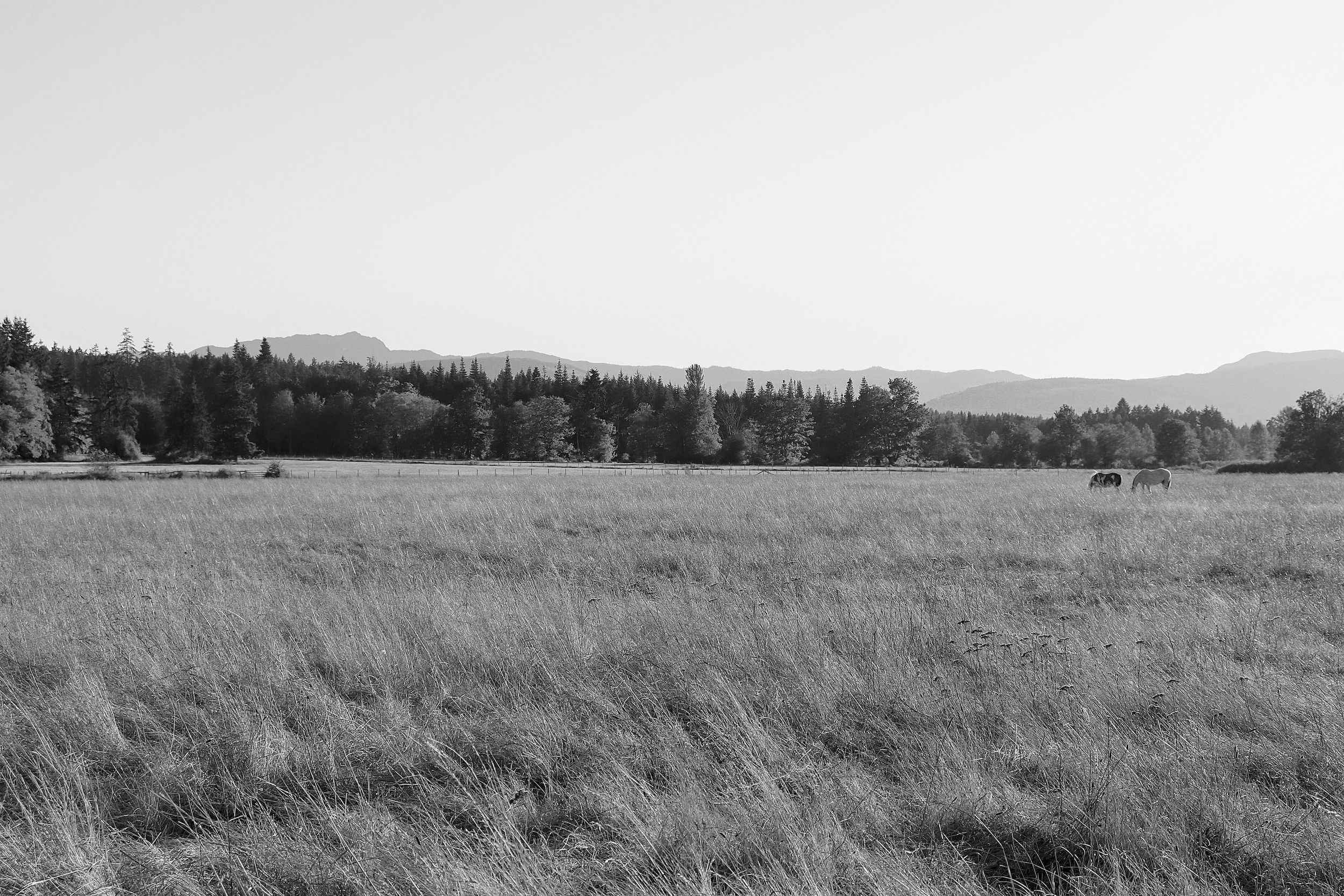 long grasses ranch photo black and white