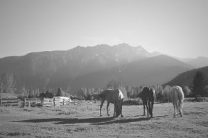 three mares mountain ranch horse photo