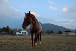 dreamy horse photo