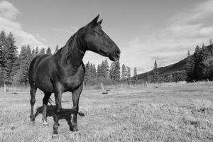dark horse photo