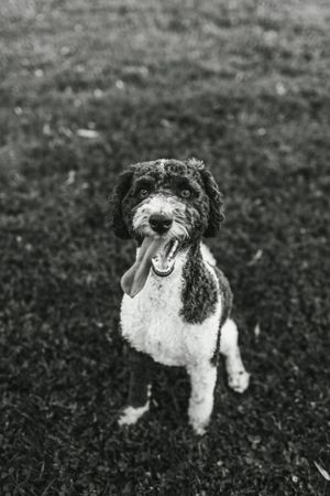 Happy black and white doodle dog smiling at camera with tongue out.