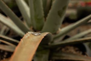 Close-up of an engagement ring resting on a succulent leaf.