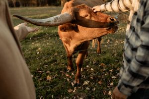 Close-up of a longhorn cow with large horns in a grassy field.