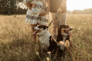 Dog sits among tall grass in golden sunset light while family stands nearby.